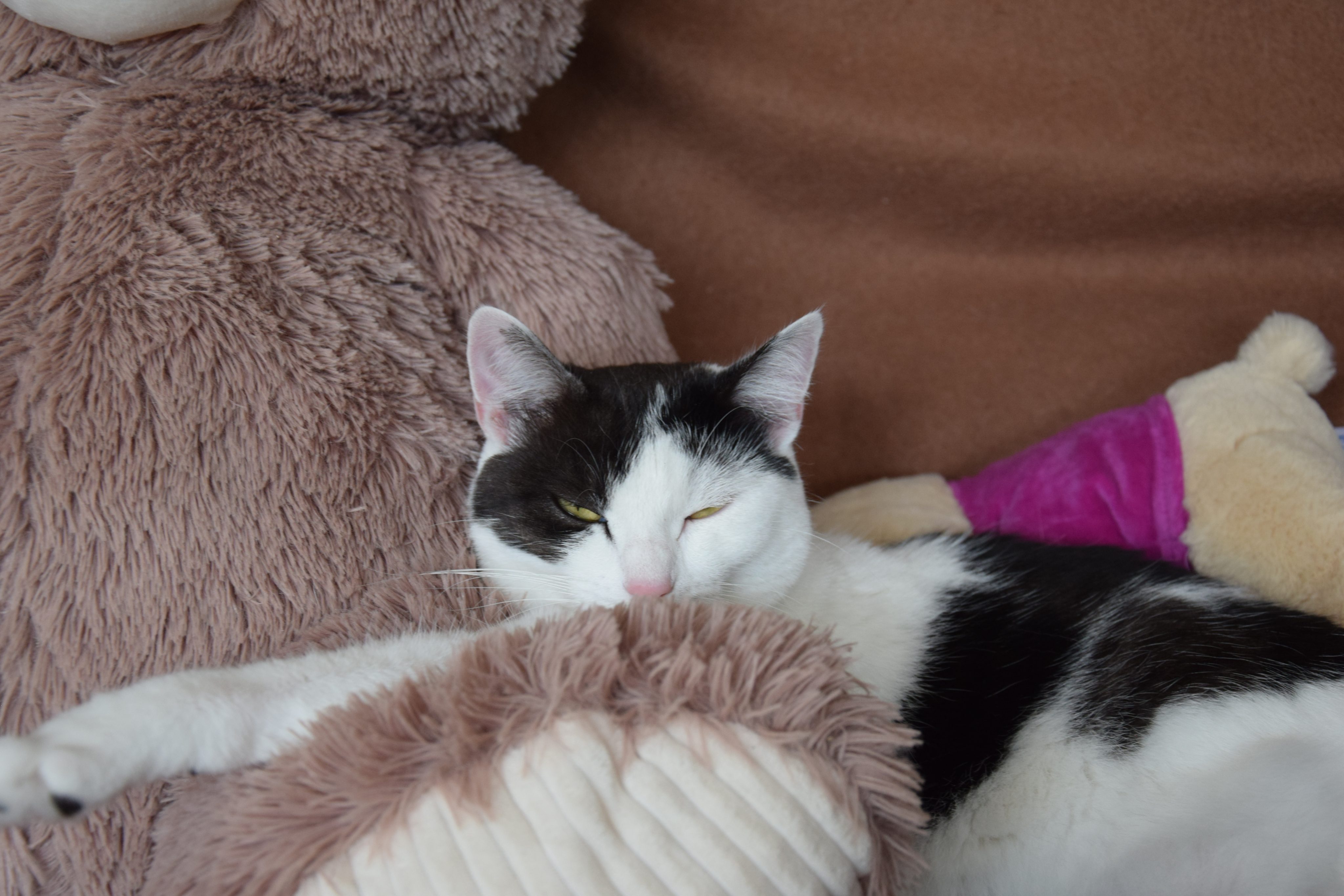 Quand la cohabitation devient compliquée : et si on écoutait vraiment votre chat ? 